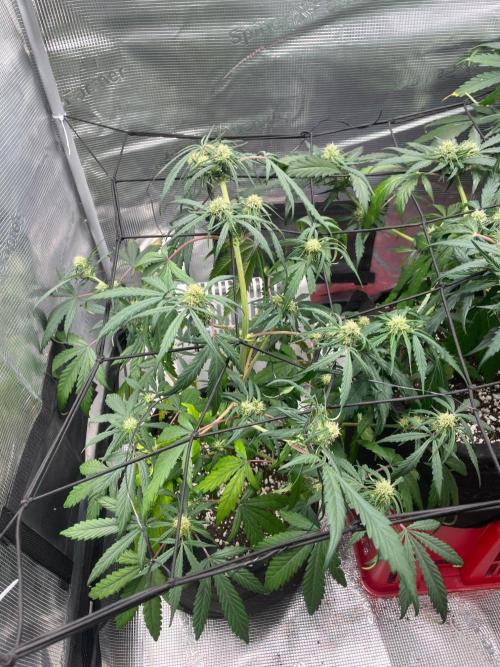 2nd Grow and first run with Mephisto!. Week 6