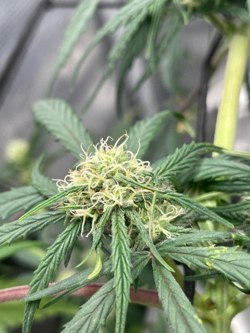2nd Grow and first run with Mephisto!. Week 6 - Rainbow