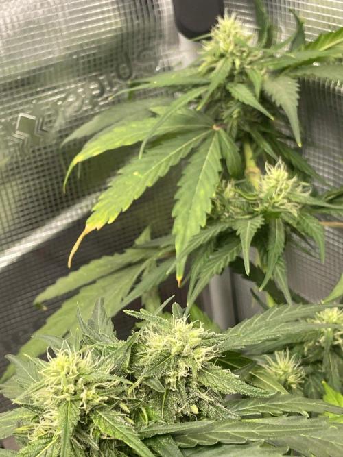 2nd Grow and first run with Mephisto!. Week 7 - Ripley