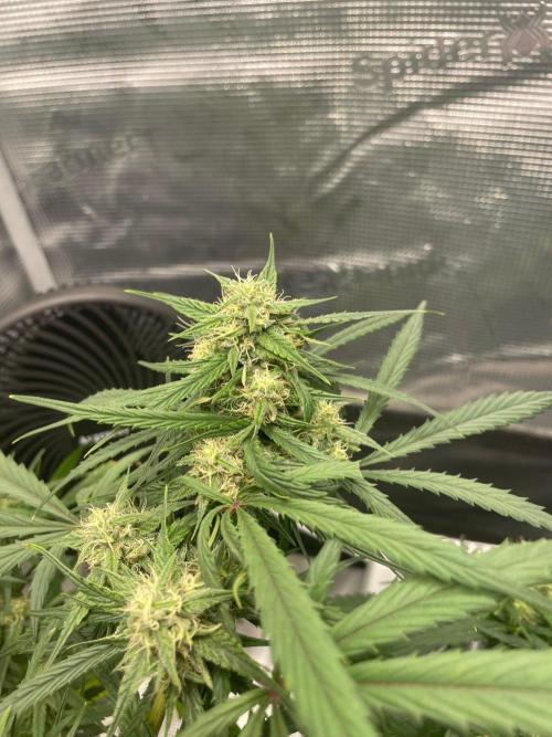 2nd Grow and first run with Mephisto!. Week 7 - RR