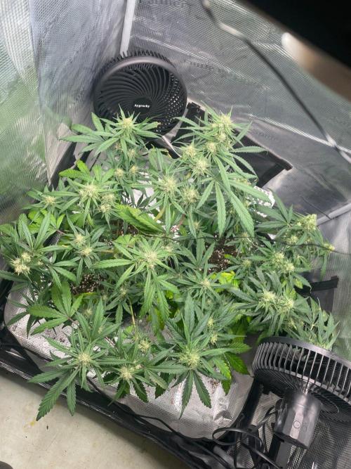2nd Grow and first run with Mephisto!. Week 7 - RR