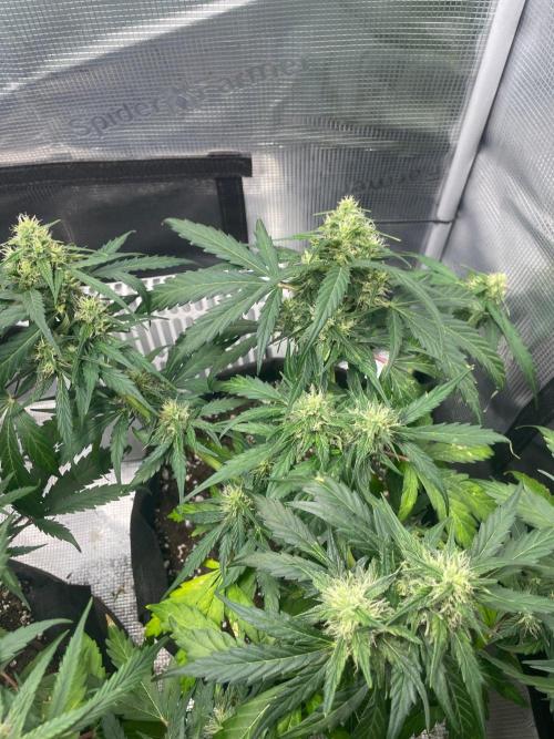 2nd Grow and first run with Mephisto!. Week 7 - Ripley
