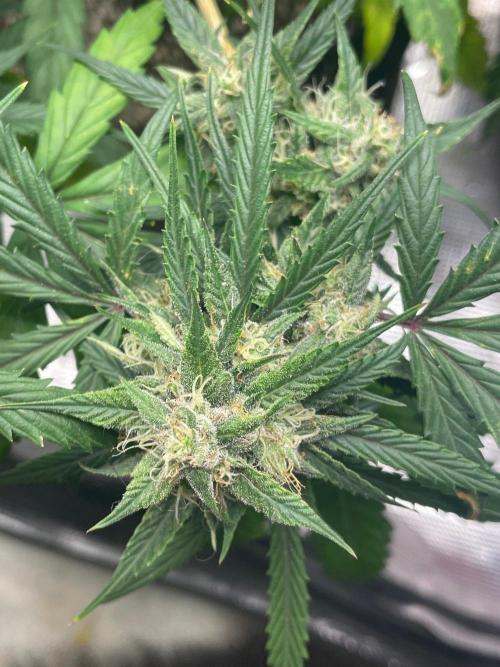 2nd Grow and first run with Mephisto!. Week 8 - RR