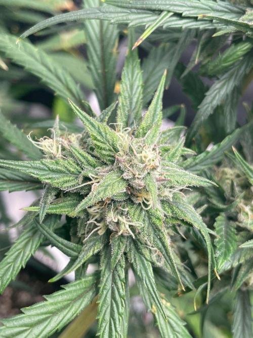 2nd Grow and first run with Mephisto!. Week 8 - RR