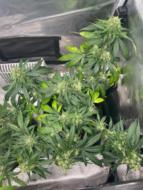 2nd Grow and first run with Mephisto!. Week 8 - Ripley