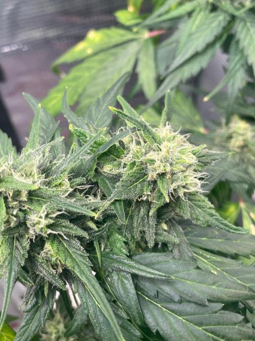 2nd Grow and first run with Mephisto!. Week 8 - Ripley