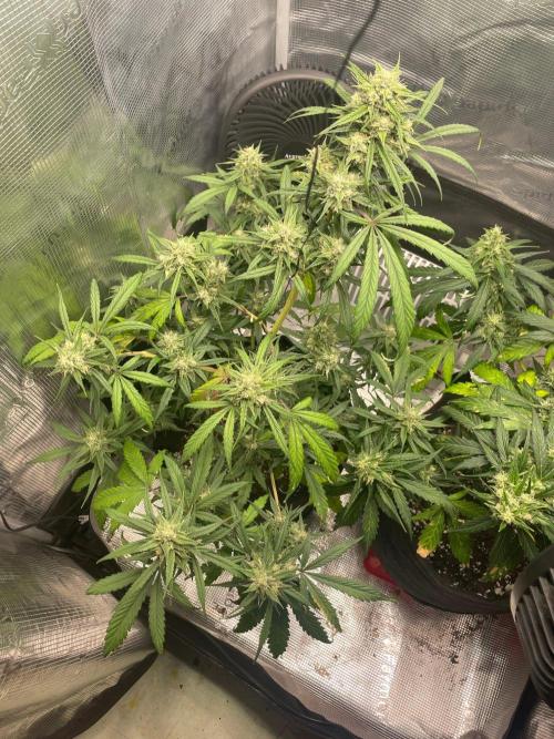 2nd Grow and first run with Mephisto!. Week 8 - RR