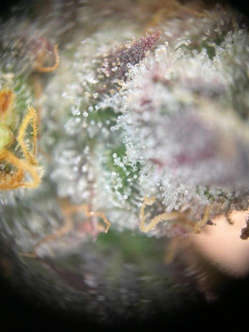 2nd Grow and first run with Mephisto!. Week 11 - RR