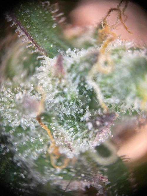 2nd Grow and first run with Mephisto!. Week 11 - RR