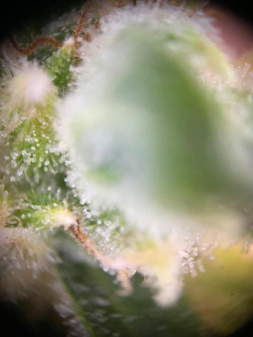 2nd Grow and first run with Mephisto!. Week 11 - Ripley