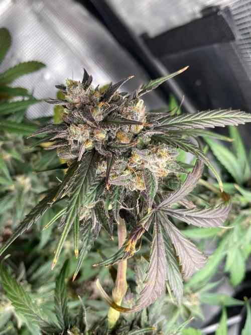 2nd Grow and first run with Mephisto!. Week 11 - RR