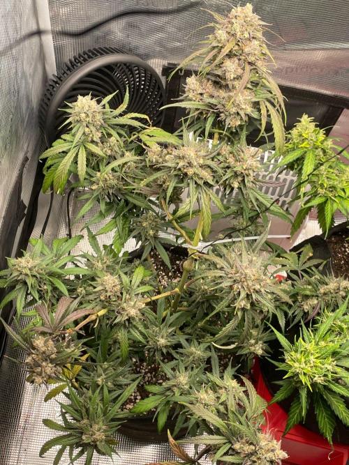 2nd Grow and first run with Mephisto!. Week 11 - RR
