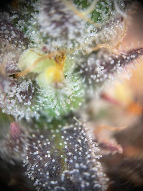 2nd Grow and first run with Mephisto!. Week 11 - RR