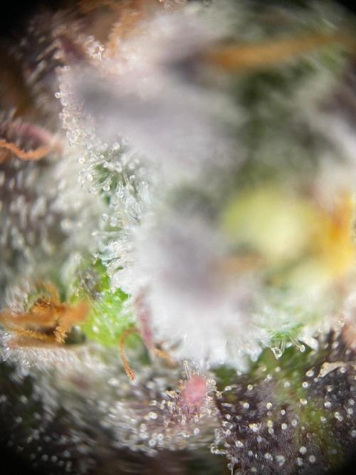 2nd Grow and first run with Mephisto!. Week 11 - RR