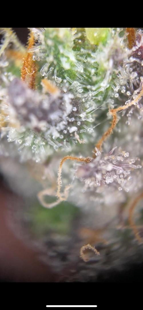 2nd Grow and first run with Mephisto!. Week 12