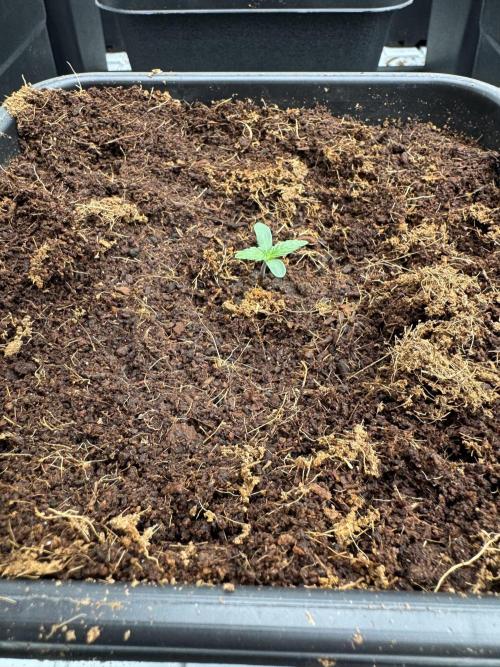 F1 FullPush with Co2. Week 1