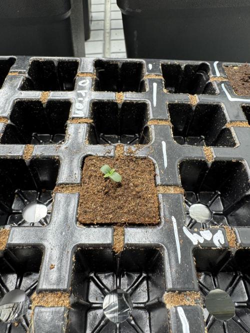 F1 FullPush with Co2. Week 0