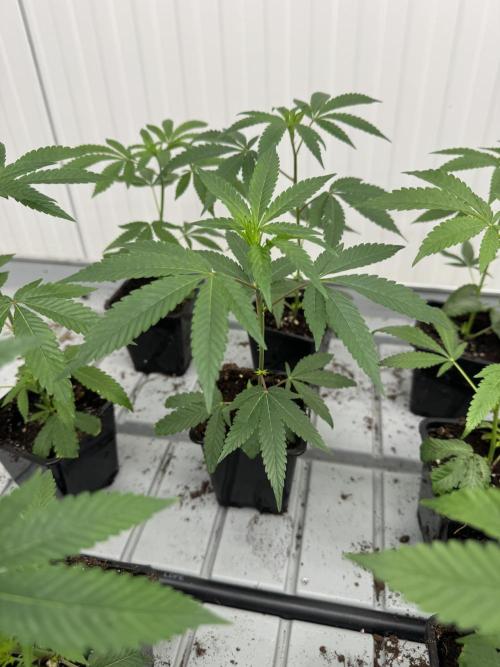 GoverBomB. Week 1 - Governmint Oasis