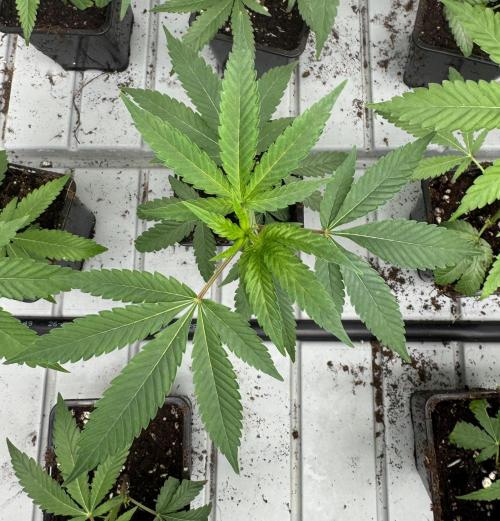 GoverBomB. Week 1 - Governmint Oasis
