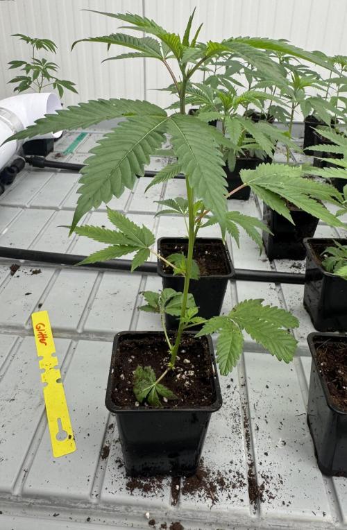 GoverBomB. Week 1 - GlitterBomb