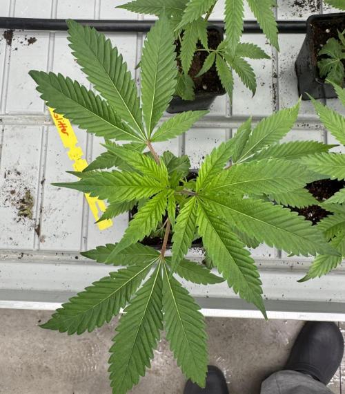 GoverBomB. Week 1 - GlitterBomb