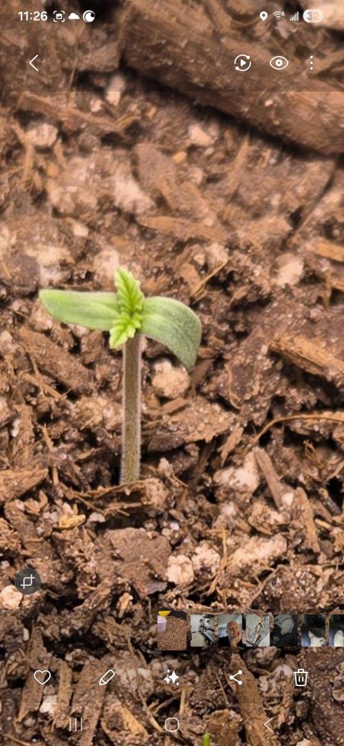 Frostbanger Auto (Princess Frostina). Week 0 - So fast