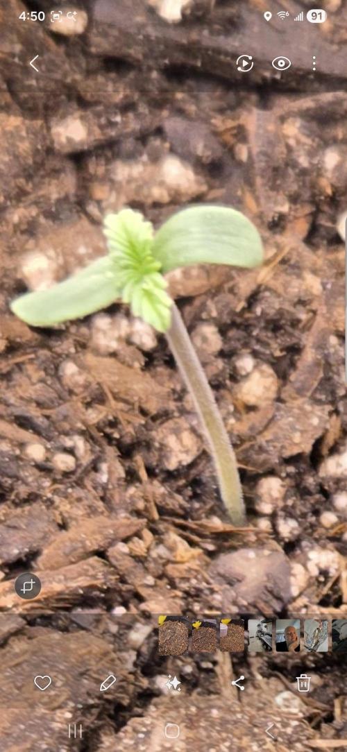 Frostbanger Auto (Princess Frostina). Week 0 - Keep going