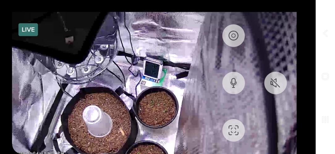 Frostbanger Auto. Week 0