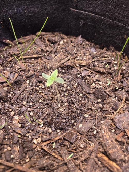 Frostbanger Auto. Week 0