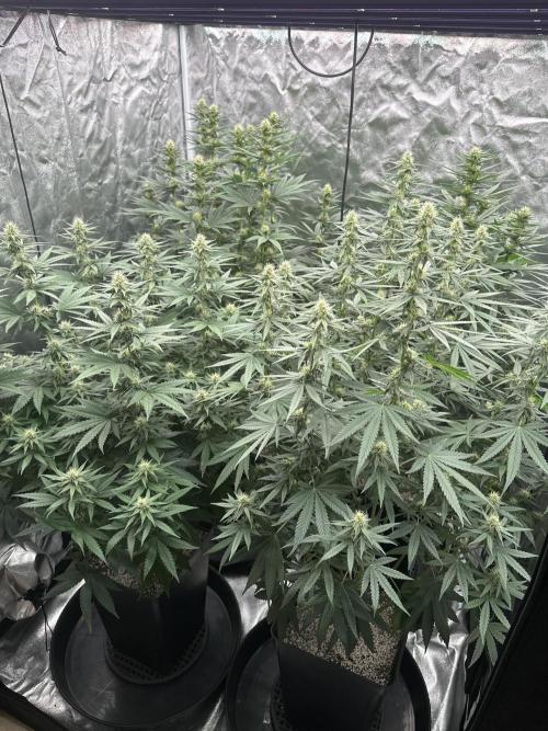 OG Kush. Week 4