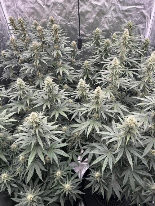 OG Kush. Week 5