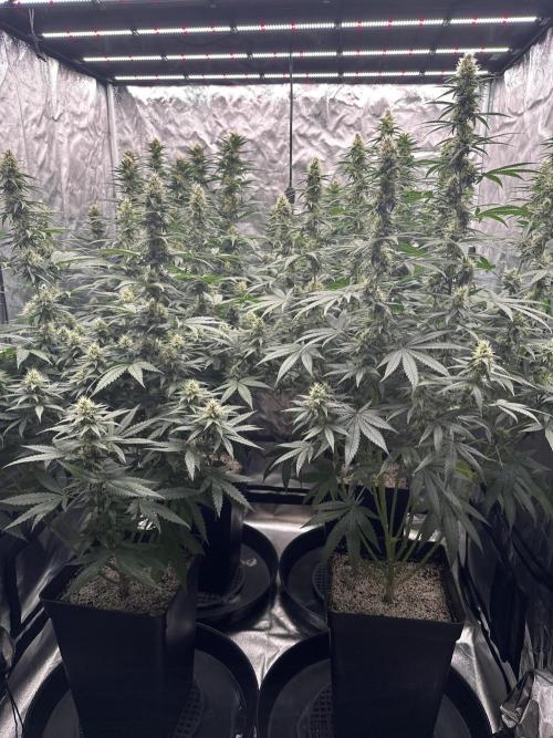OG Kush. Week 5