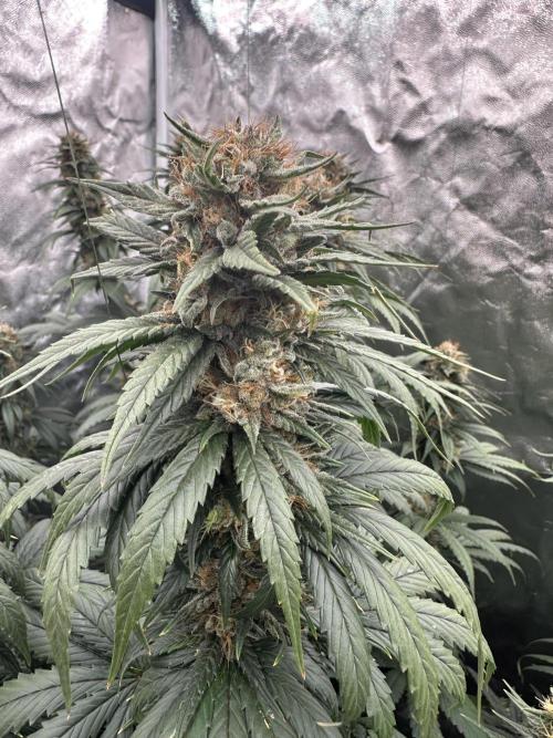 OG Kush. Week 7