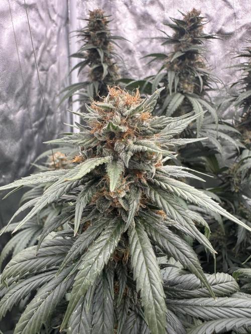 OG Kush. Week 7