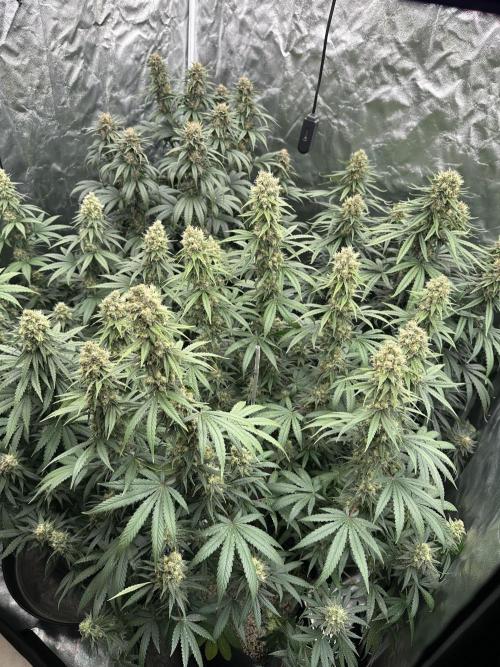 OG Kush. Week 7