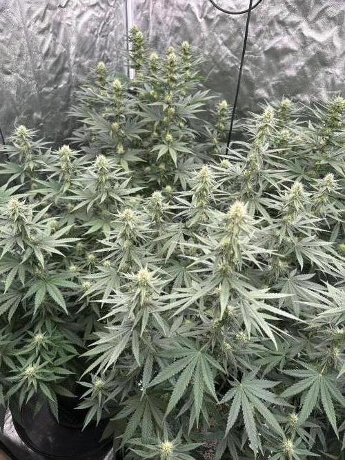 OG Kush. Week 4