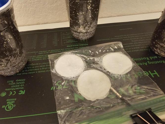 Fastbuds Autos run. Week 0 - Using a 10% H2O2 solution, between 2 cotton makeup pads. Warming mat @78f/25c