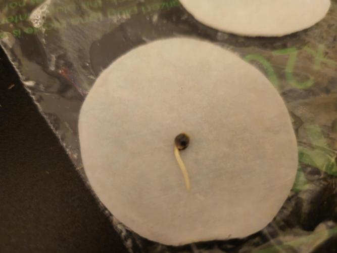 Fastbuds Autos run. Week 0