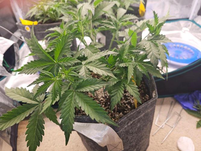 Fastbuds Autos run. Week 5 - Bpp day 29