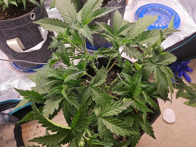 Fastbuds Autos run. Week 5 - RF3 day 29