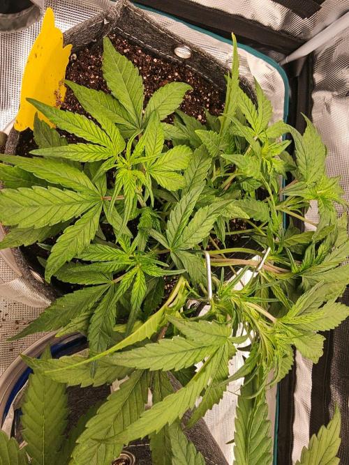 Fastbuds Autos run. Week 5 - GC day 29