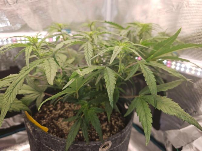 Fastbuds Autos run. Week 5 - Rf3 day 34