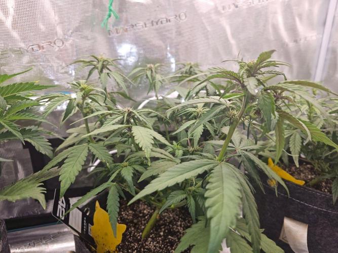 Fastbuds Autos run. Week 5 - GC day 34
