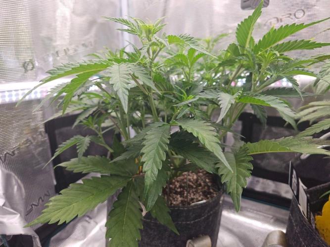 Fastbuds Autos run. Week 5 - BPP day 34