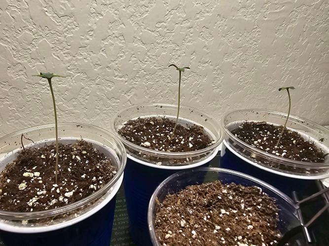 Fastbuds Autos run. Week 1