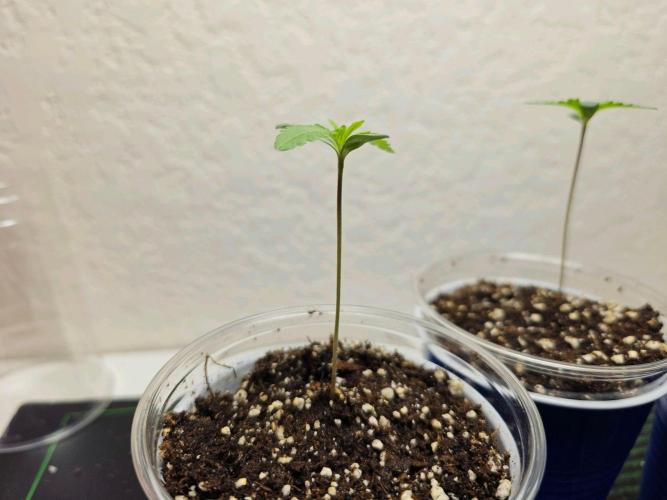 Fastbuds Autos run. Week 1