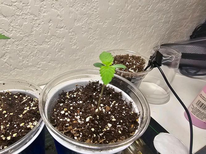 Fastbuds Autos run. Week 1