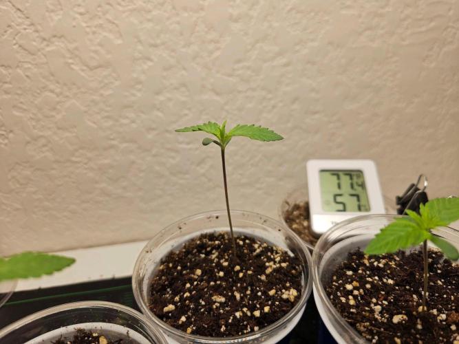 Fastbuds Autos run. Week 2