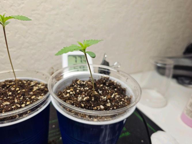 Fastbuds Autos run. Week 2