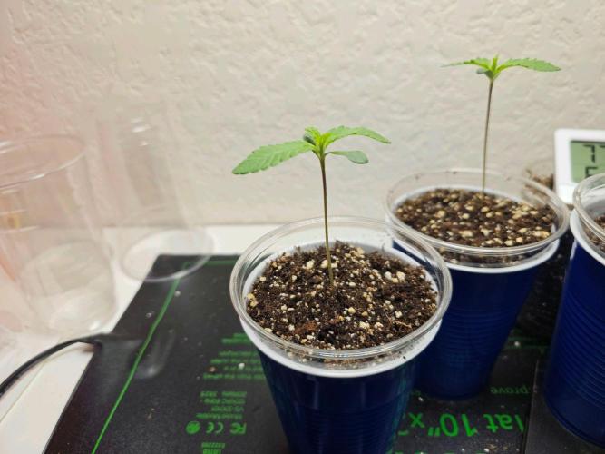 Fastbuds Autos run. Week 2